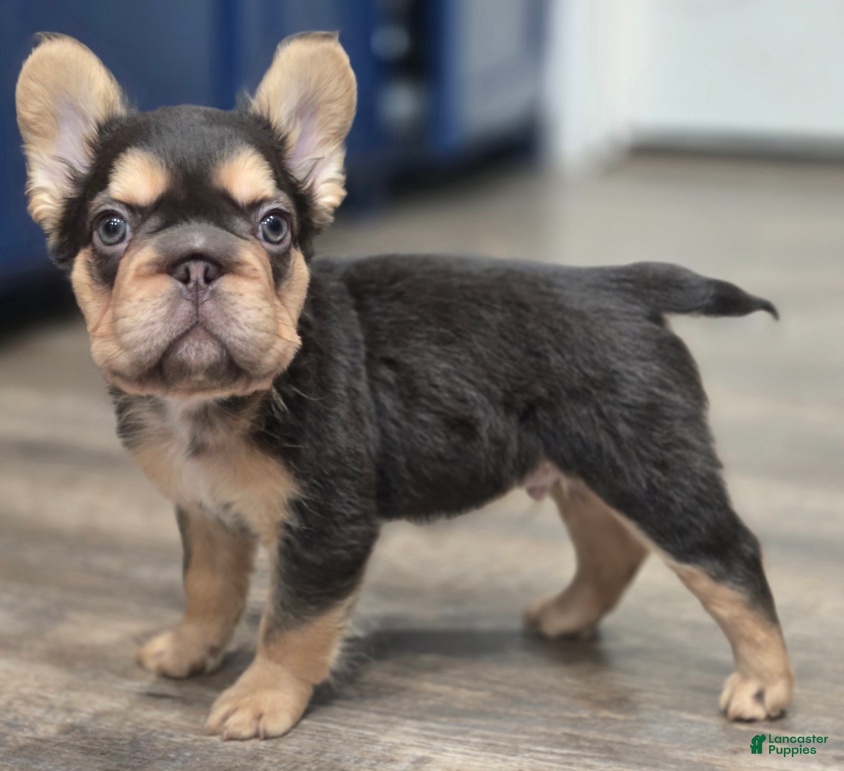 French Bulldog dogs ✨️🍫Kadafi🍫✨️ - Ad 37