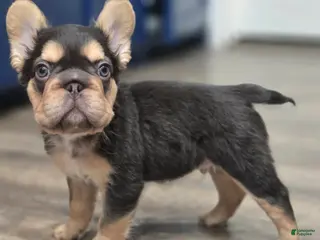 French Bulldog dogs ✨️🍫Kadafi🍫✨️ - Ad 30
