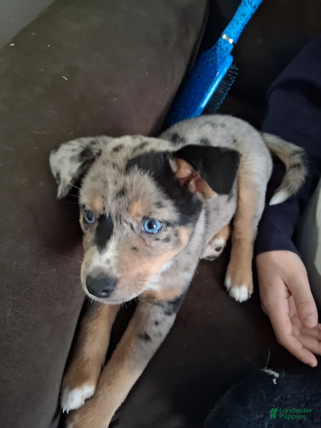 Mixed Breed dogs for sale: Marcel - Ad 3