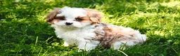 Cavapoo dogs for sale: Andy - Ad 6