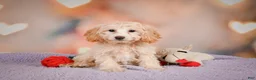 Cavapoo dogs for sale: Parker - Ad 6