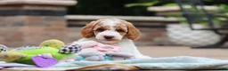 Standard Poodle dogs for sale: Blossom - Ad 10