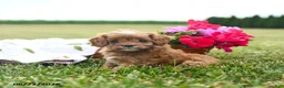 Cavapoo dogs for sale: Summer - Ad 3