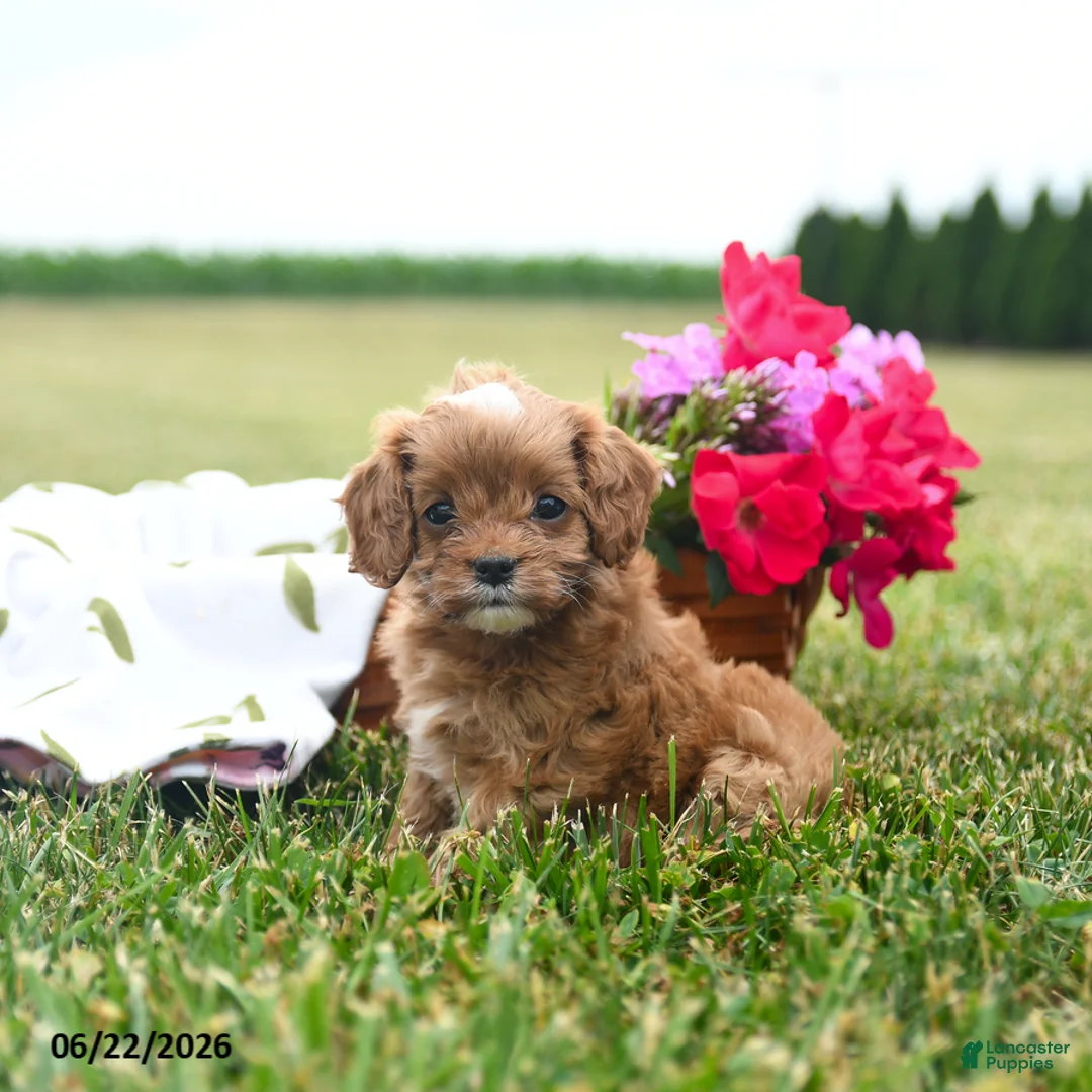 Cavapoo dogs for sale: Summer - Ad 3