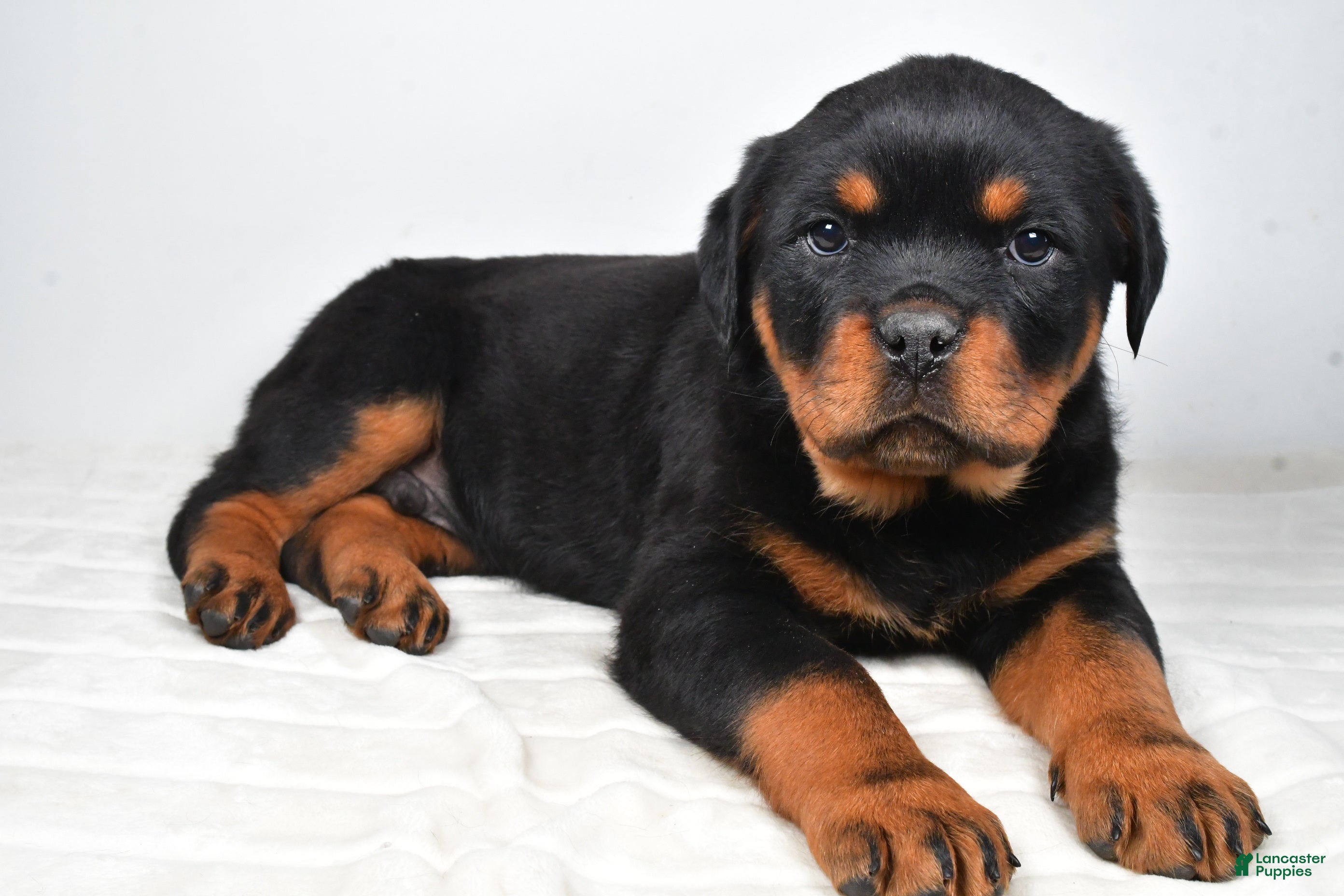 Rottweiler dogs Prince - Ad 11