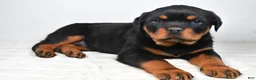 Rottweiler dogs for sale: Prince - Ad 1
