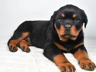 Rottweiler dogs Prince - Ad 11