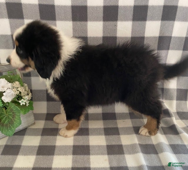 Australian Shepherd dogs Simba - Ad 2