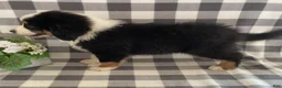 Australian Shepherd dogs for sale: Simba - Ad 2