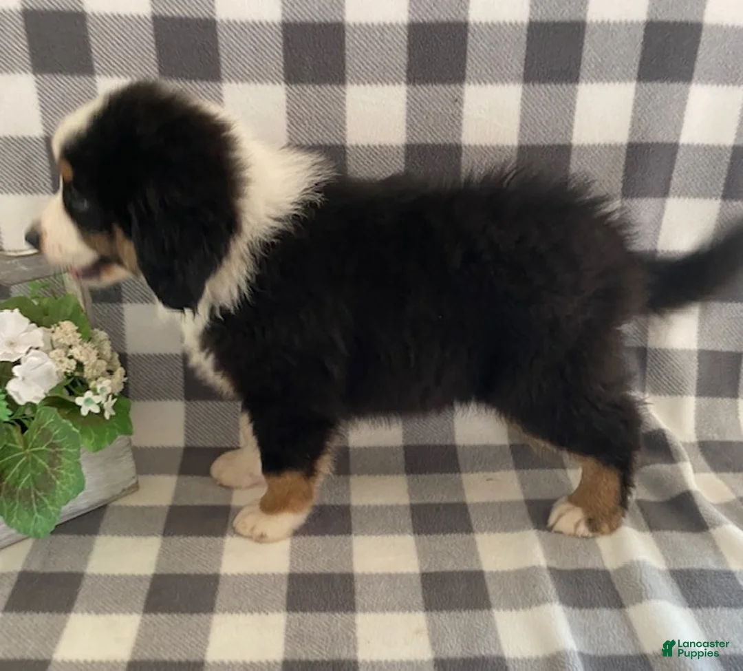Australian Shepherd dogs for sale: Simba - Ad 2