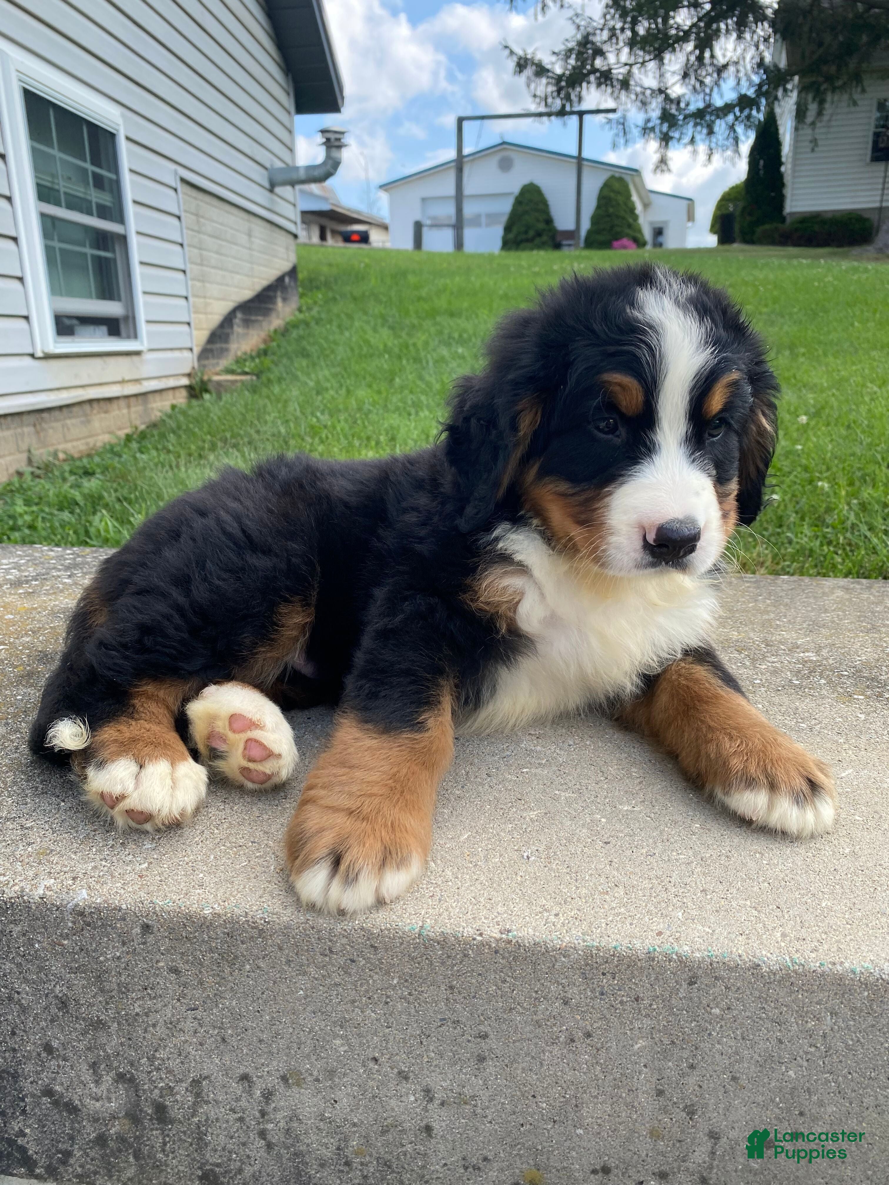 Bernese Mountain Dog dogs Milo - Ad 2