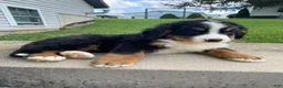 Bernese Mountain Dog dogs for sale: Milo - Ad 2