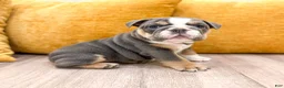 English Bulldog dogs for sale: Margaret - Ad 4