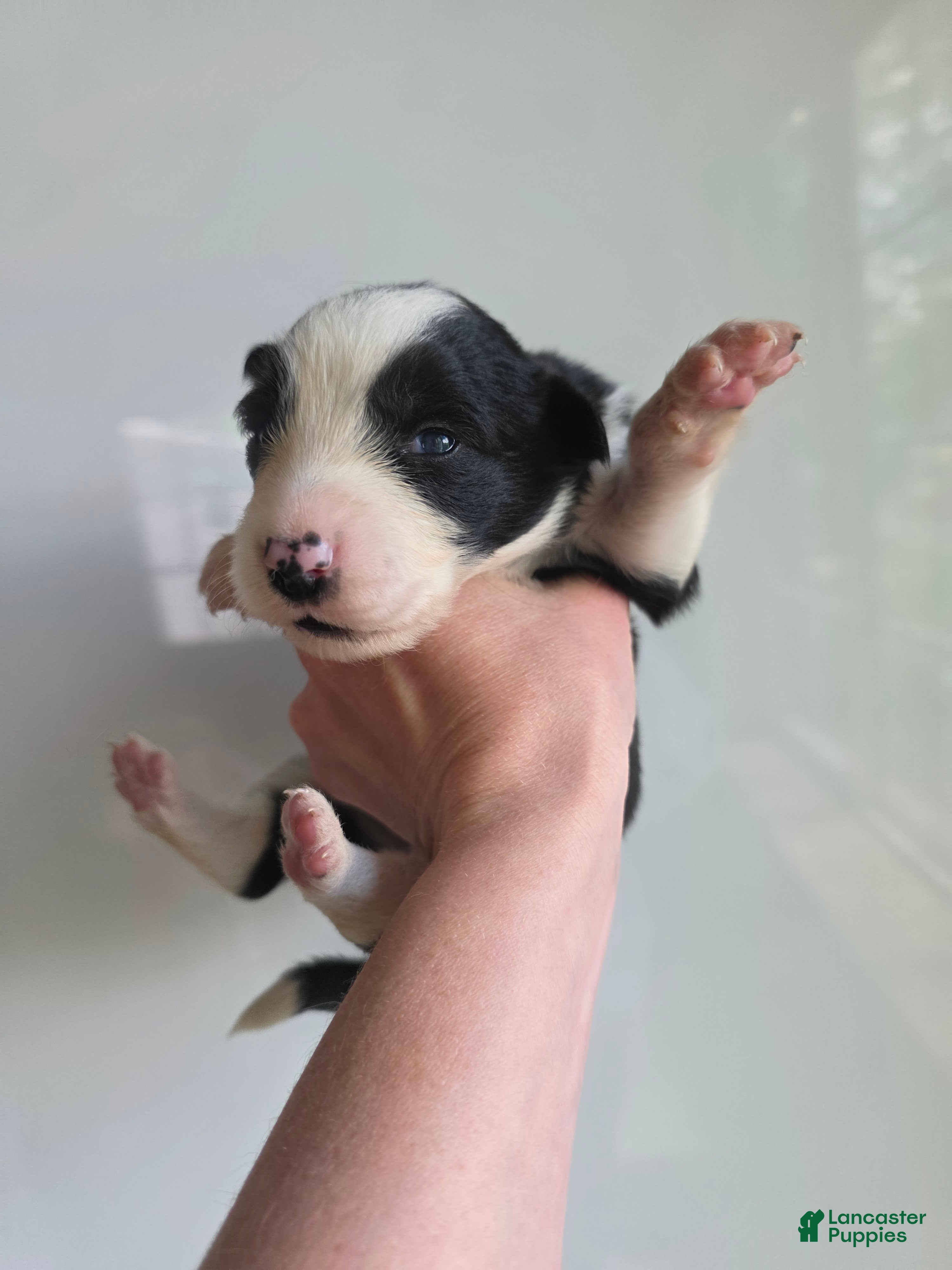Border Collie dogs Ginger - Ad 7