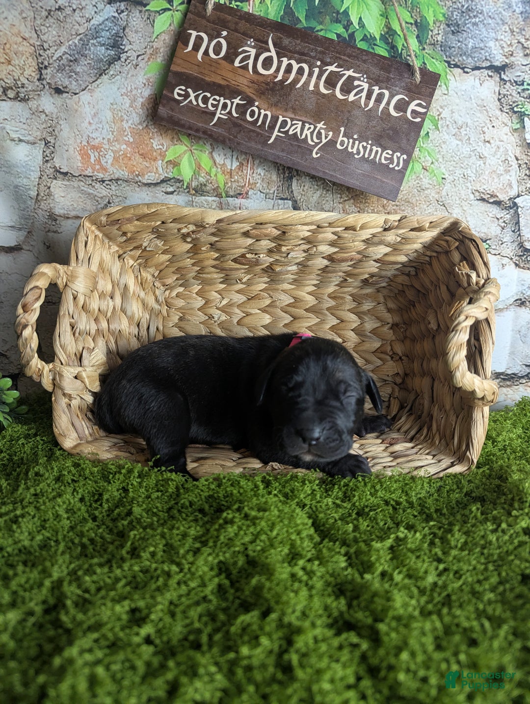 Great Dane dogs for sale: Arwen Brindle Female Great Dane Puppy  - Ad 2