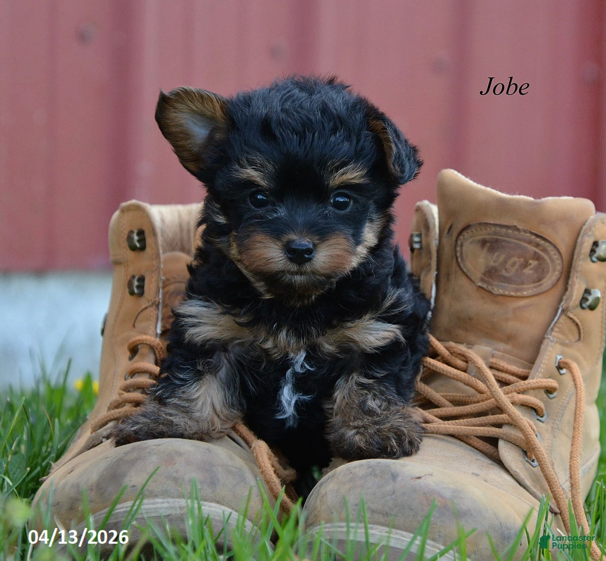 Yorkiepoo dogs Jobe - Ad 1