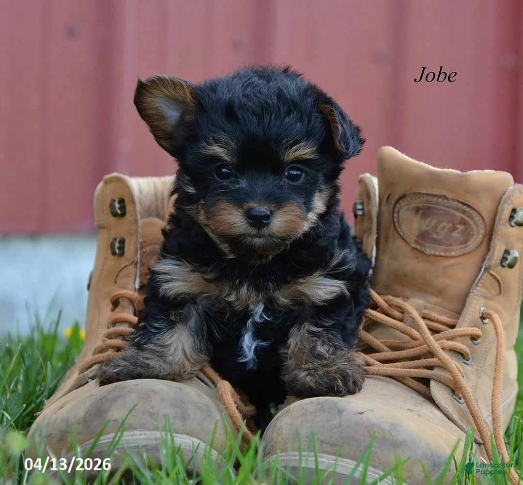Yorkiepoo dogs for sale: Jobe - Ad 1