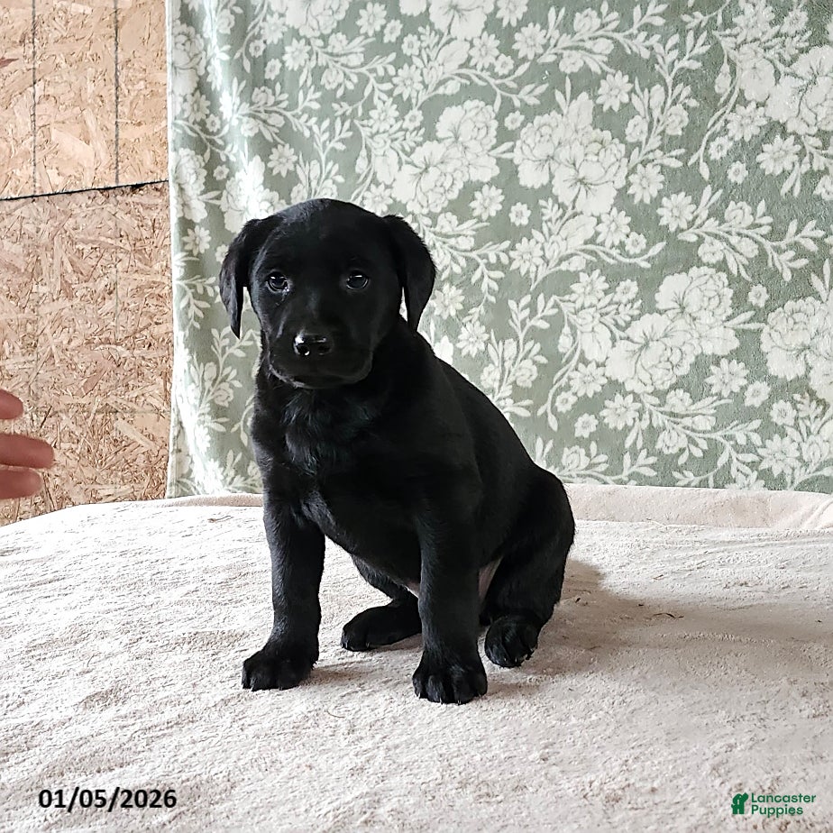 Labrador Retriever dogs Sweetie - Ad 27