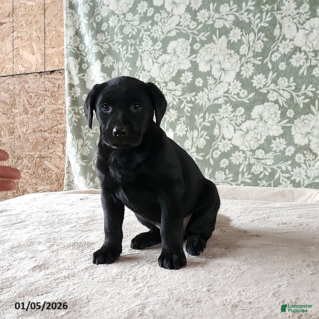 Labrador Retriever dogs for sale: Sweetie - Ad 1
