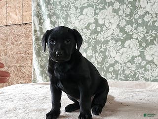 Labrador Retriever dogs Sweetie - Ad 27