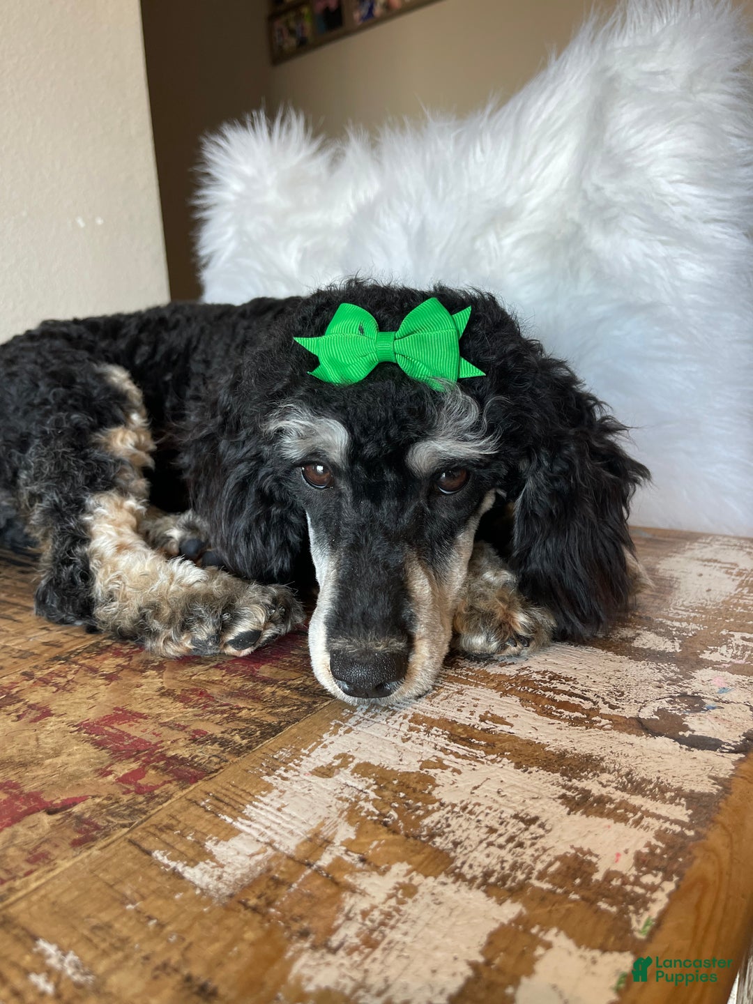 Miniature Poodle dogs for sale: Akc Clear Black Phantom Piper - Ad 4