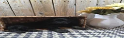 Cocker Spaniel dogs for sale: Jordan - Ad 7