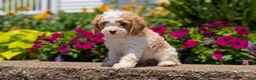 Cavapoo dogs for sale: Russ - Ad 4