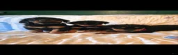 Rottweiler dogs for sale: Gobble - Ad 7
