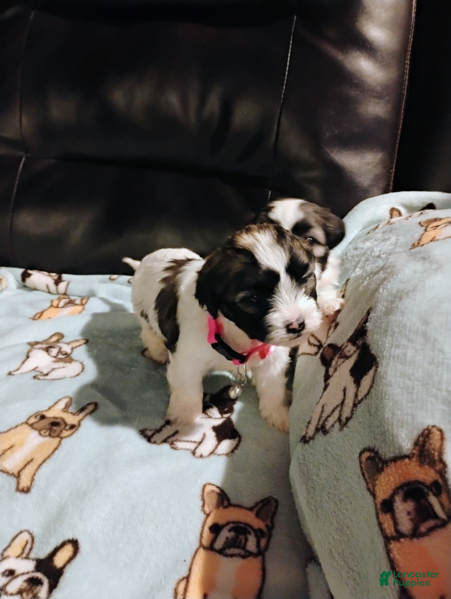 Teddy Bear dogs Teddy Bear Puppy 2 - Ad 37