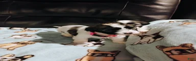 Teddy Bear Puppy 2