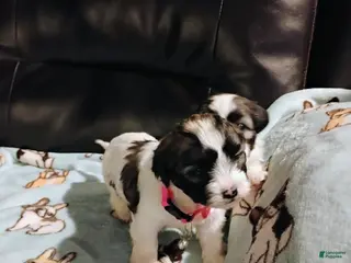 Teddy Bear dogs Teddy Bear Puppy 2 - Ad 37