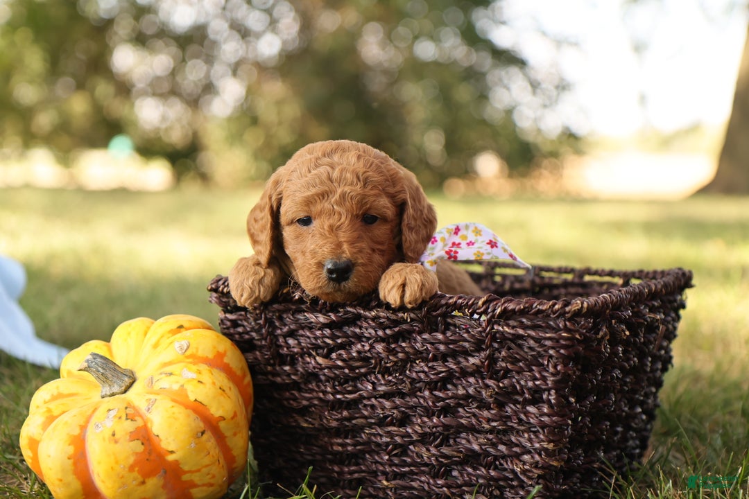 Mini Goldendoodle dogs for sale: Autumn - Ad 7