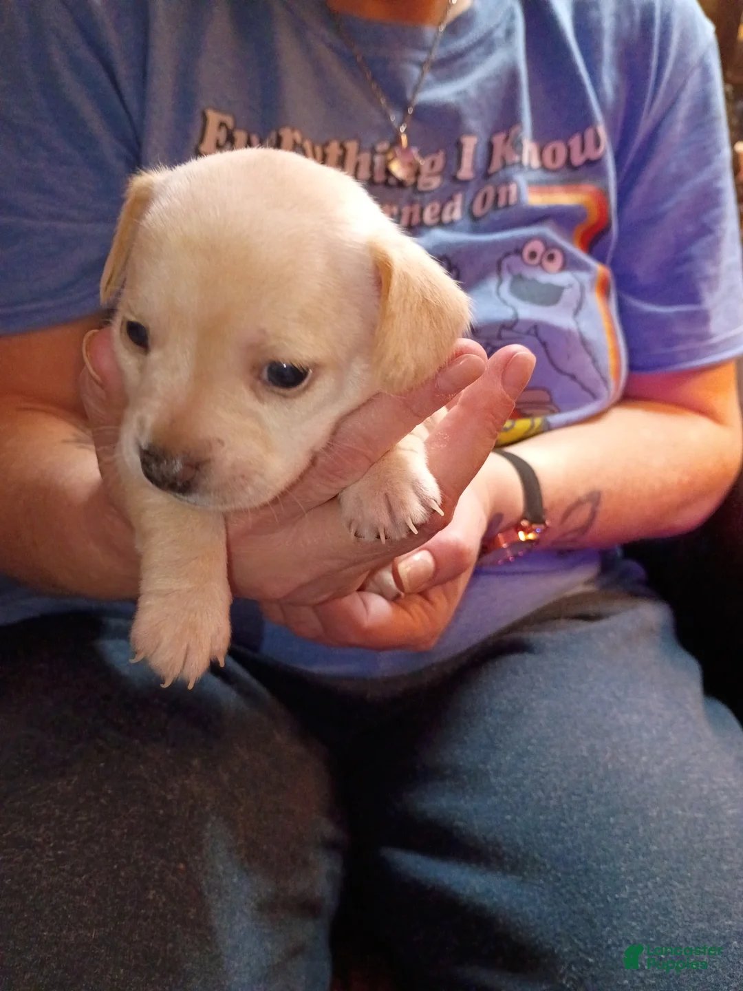 Chiweenie dogs for sale: Chiweenie Puppy 6 - Ad 2