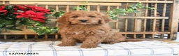 Mini Goldendoodle dogs for sale: Kody  - Ad 4