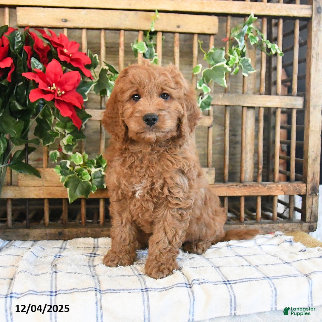 Mini Goldendoodle dogs for sale: Kody  - Ad 4