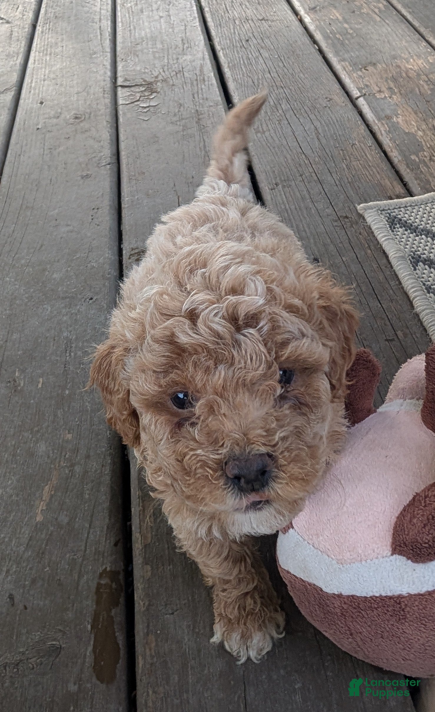 Bichpoo dogs Phoebe - Ad 1