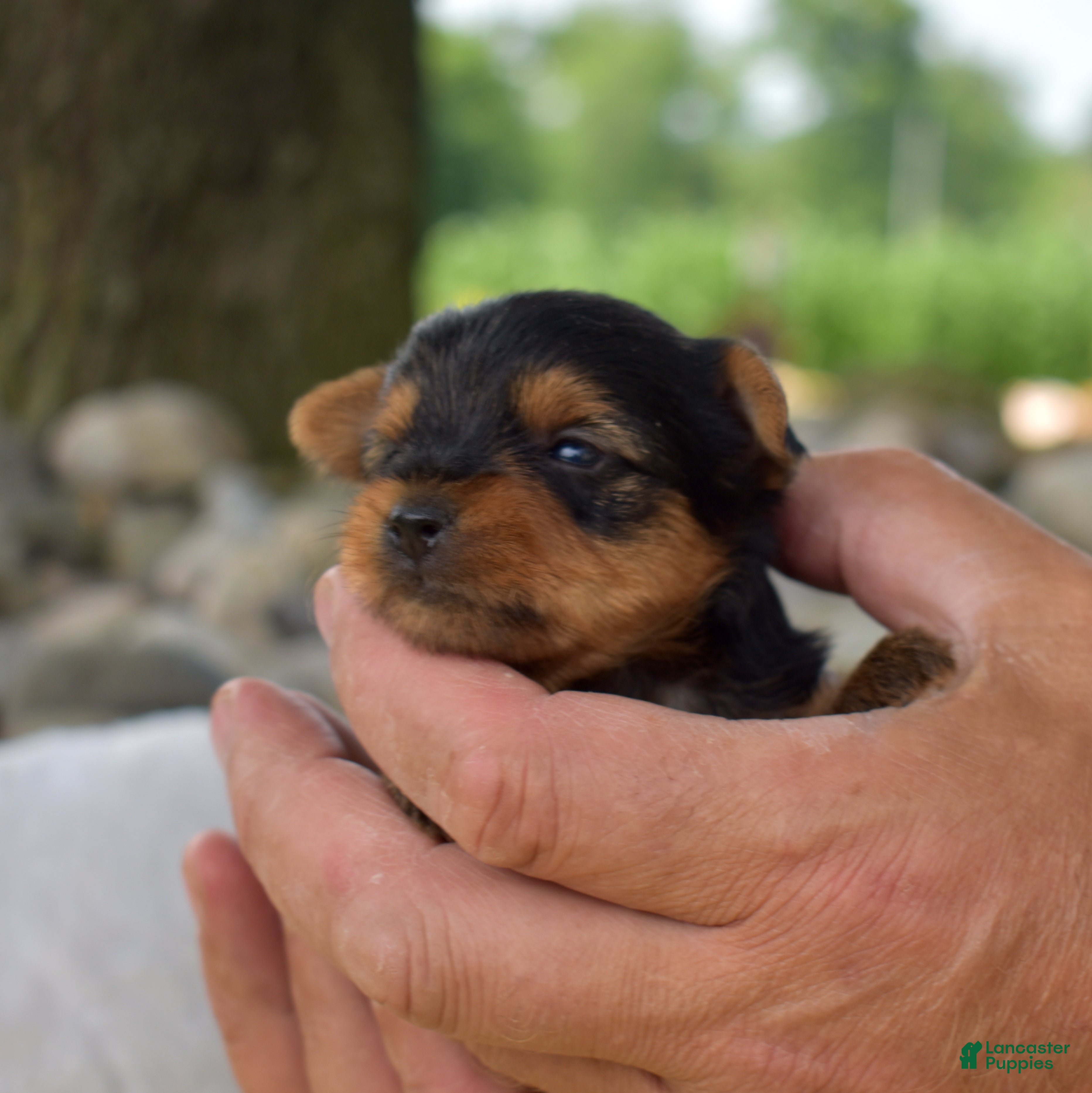 Yorkshire Terrier dogs Mickey - Ad 2