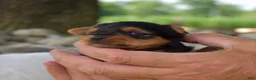 Yorkshire Terrier dogs for sale: Mickey - Ad 2