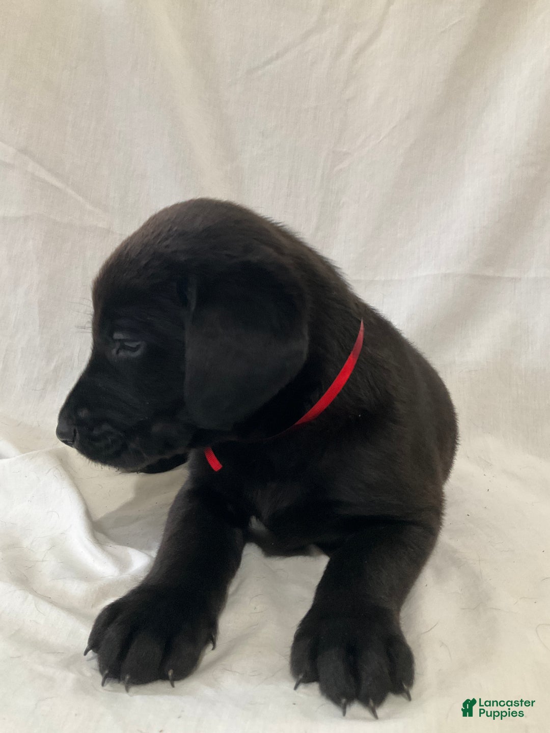 Labrador Retriever dogs for sale: Rosey - Ad 4