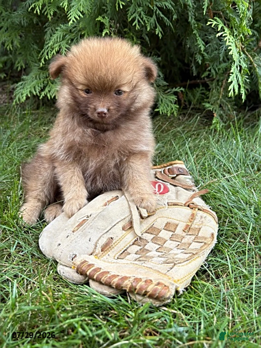 Pomeranian dogs for sale: Zeus - Ad 1