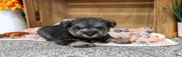 Miniature Schnauzer dogs for sale: Squidward - Ad 5