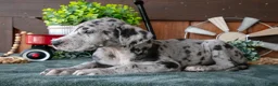 Great Dane dogs for sale: Libby - Ad 3