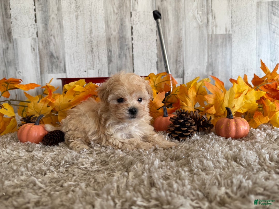 Maltipoo dogs for sale: Ozzy - Ad 10
