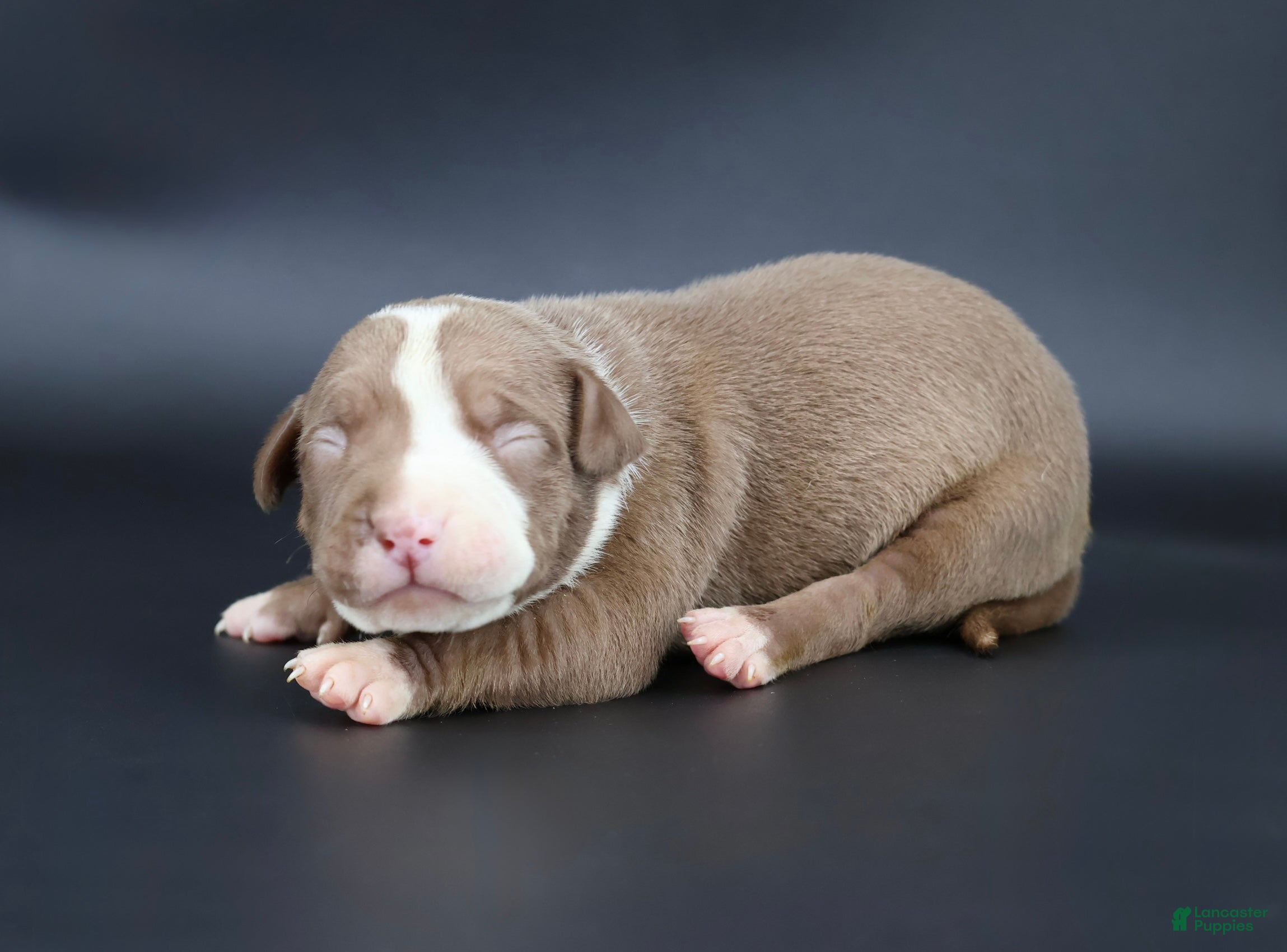 American Bully dogs Crimson - Ad 24