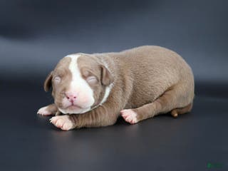 American Bully dogs Crimson - Ad 28