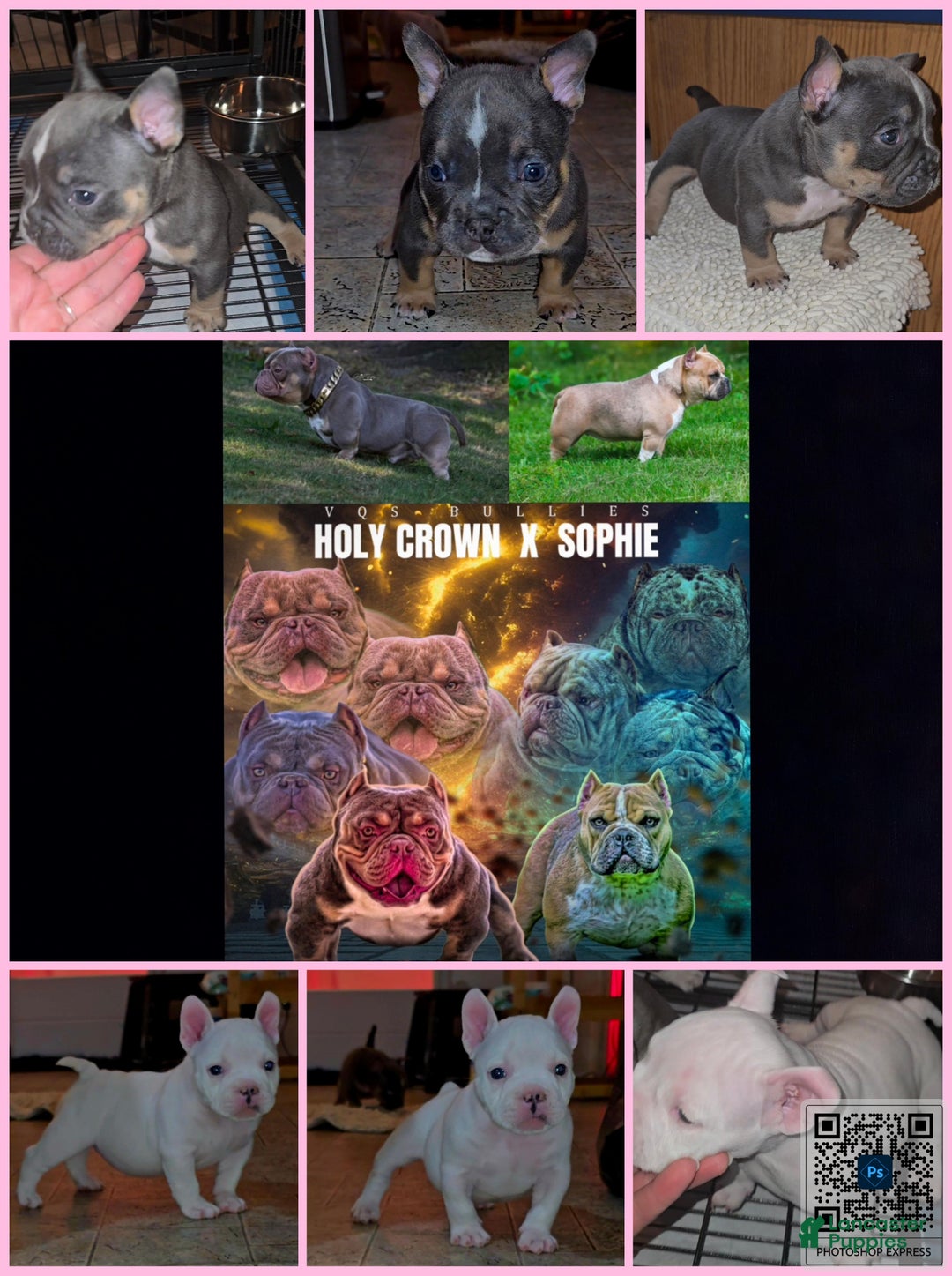 American Bully dogs for sale: American Bully Puppy 1 - Ad 8