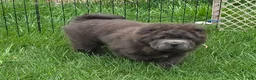 Shar Pei dogs for sale: Blue bear mini - Ad 24