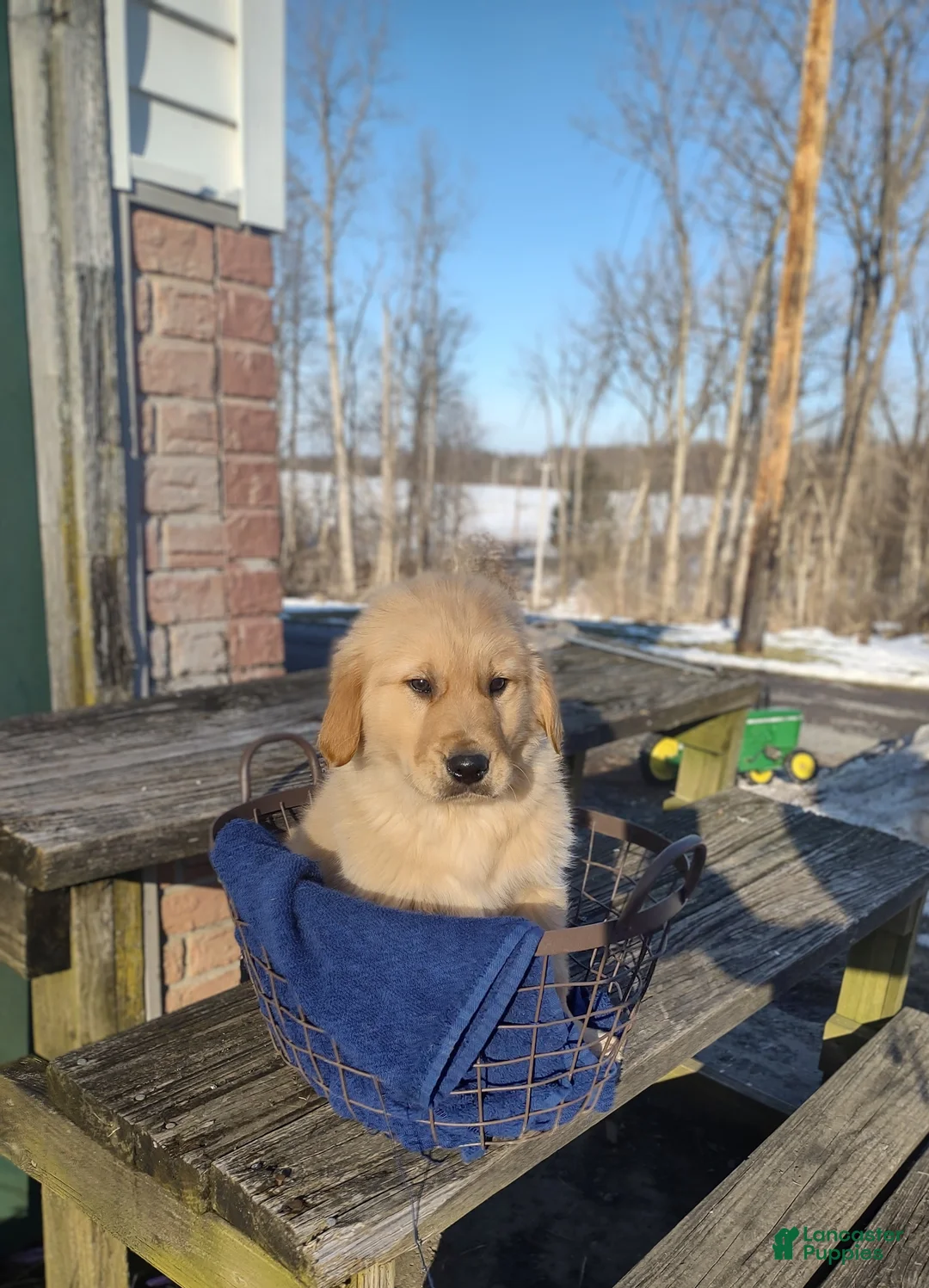 Golden Retriever dogs for sale: Golden Retriever Puppy 3 - Ad 1