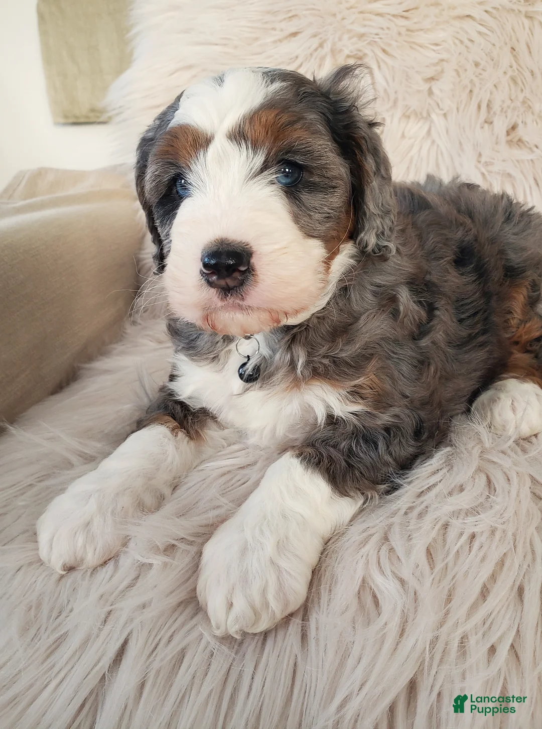 Mini Bernedoodle dogs for sale: Koda - Ad 2