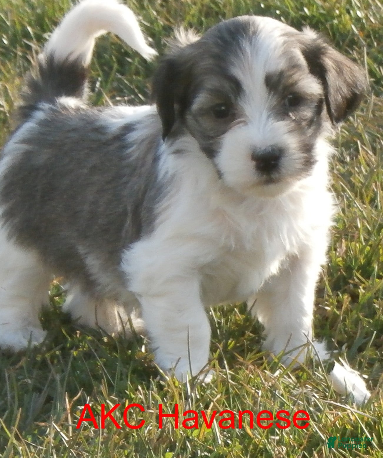 Havanese dogs Red Sable&White Parti Male - Ad 9